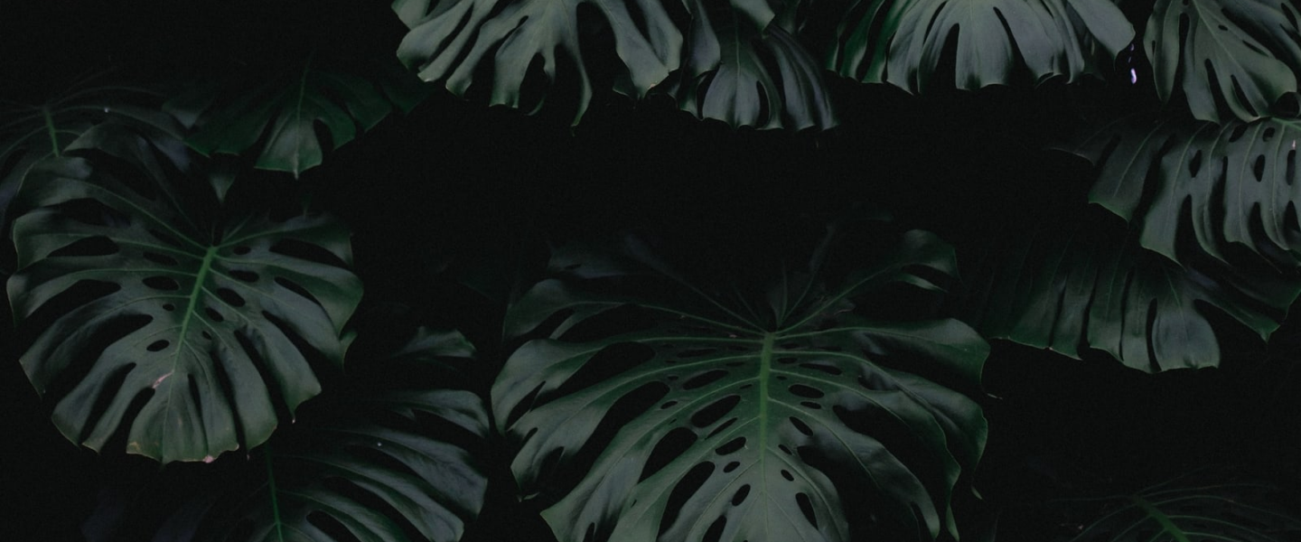 Monstera Leafs